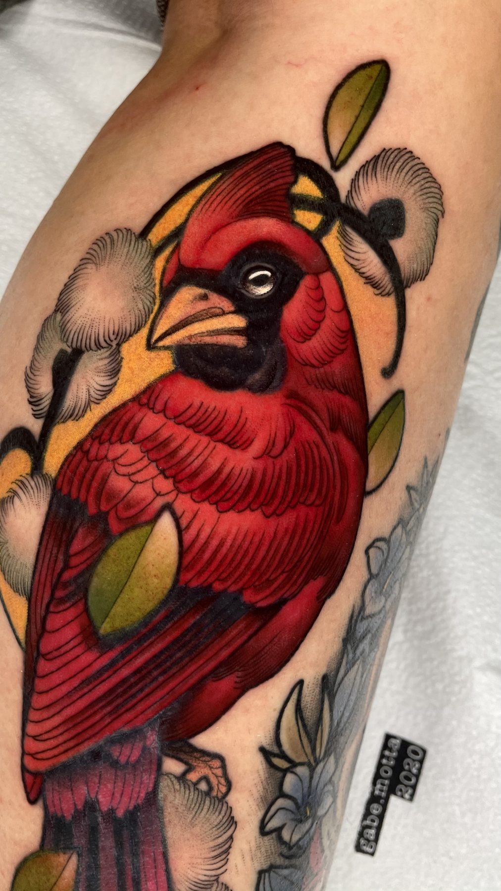 Cardinal Branch Shoulder