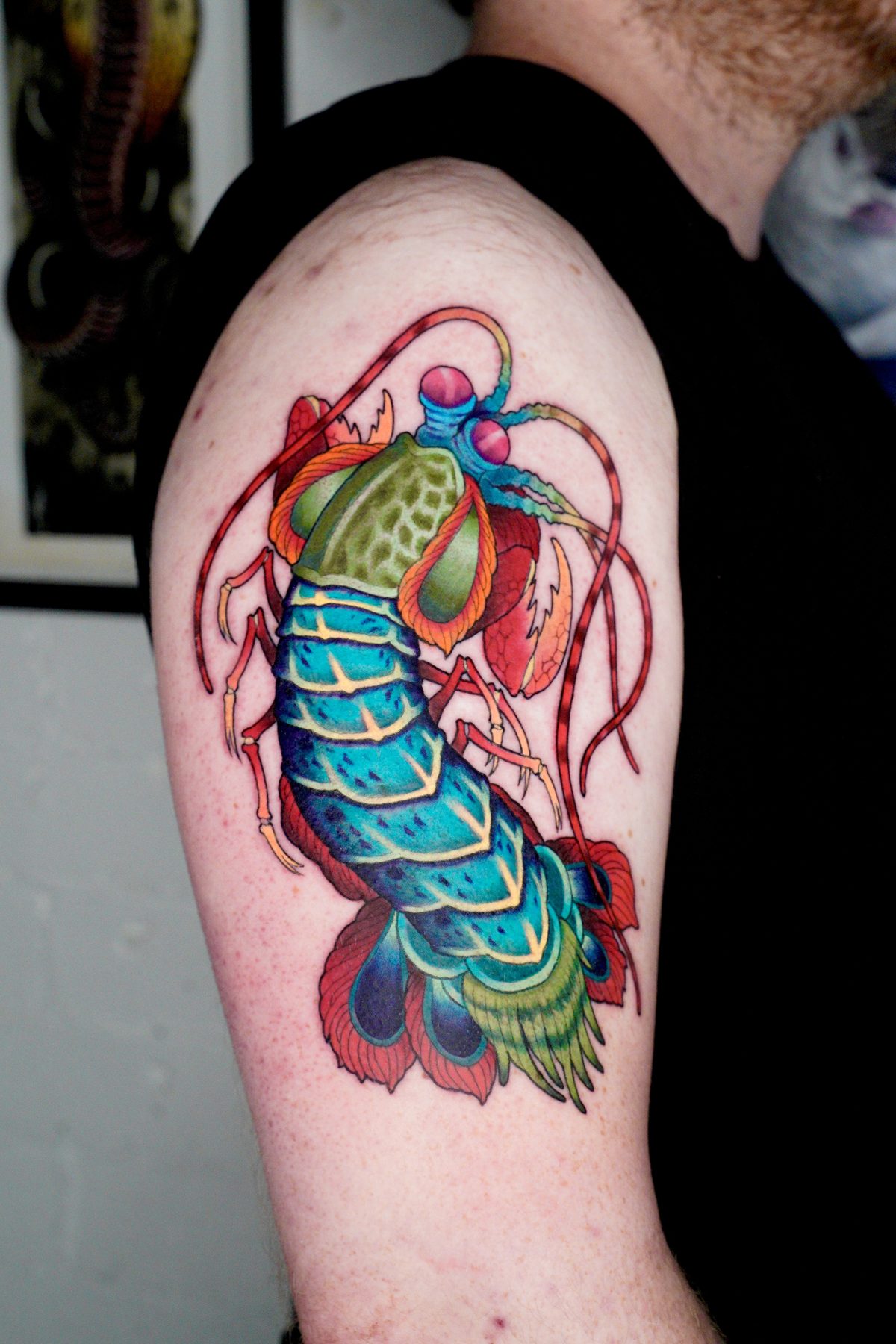 Mantis Shrimp Shoulder
