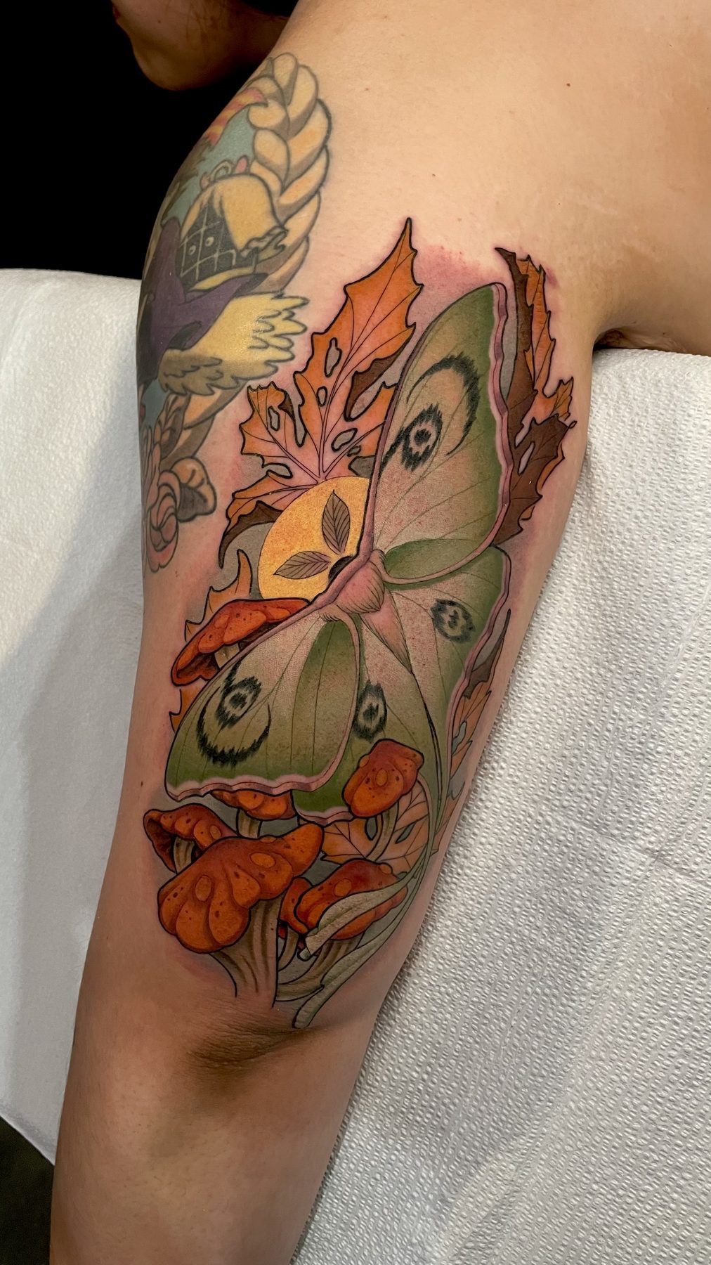Mushroom Moth Shoulder