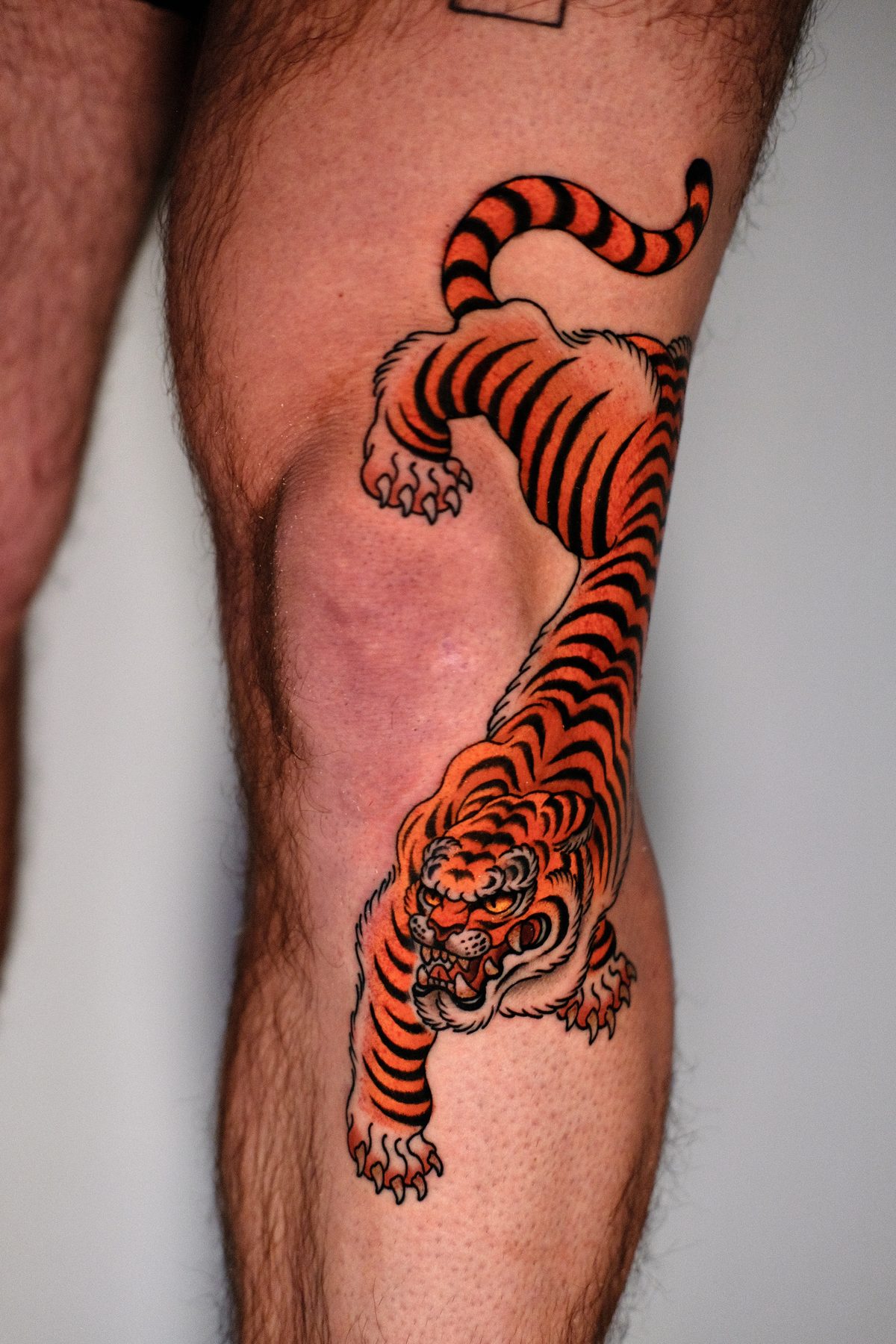 Prowling Tiger Knee